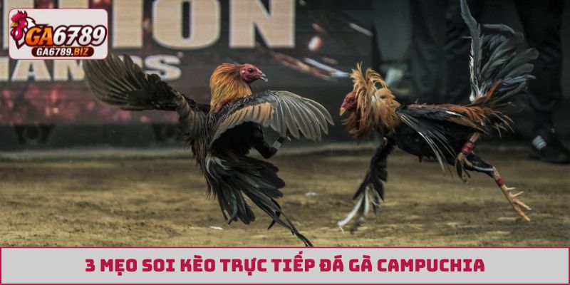 3 mẹo soi kèo trực tiếp đá gà Campuchia
