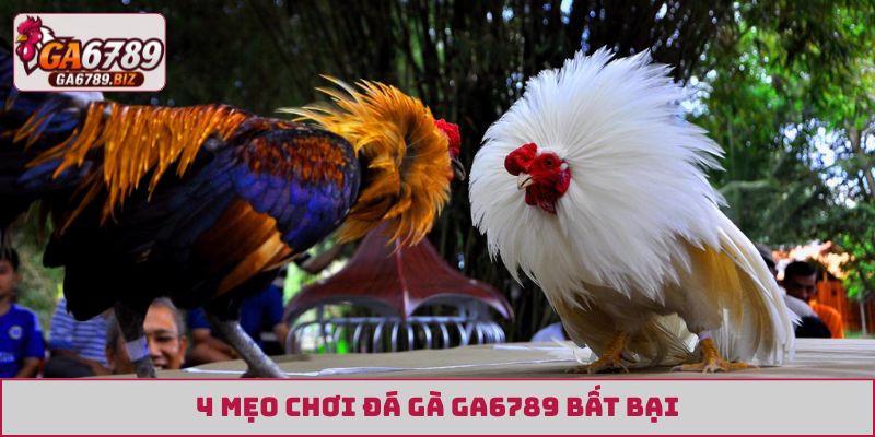 4 mẹo chơi đá gà GA6789 bất bại