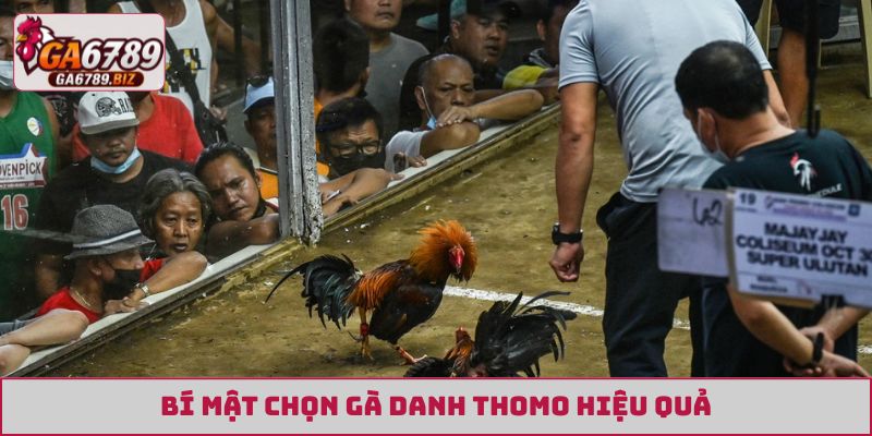 Bí mật chọn gà danh Thomo hiệu quả
