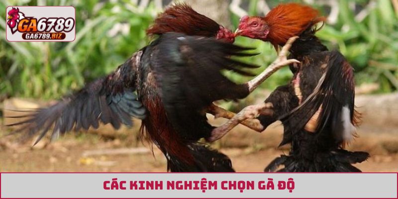 kinh nghiệm chọn gà độ