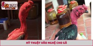 kỹ thuật vào nghệ cho gà