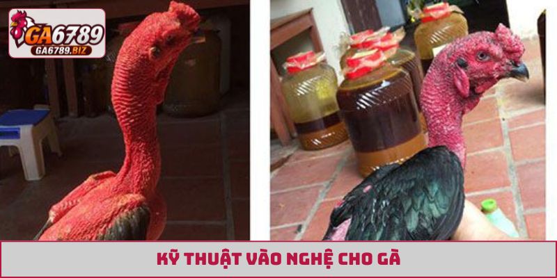 kỹ thuật vào nghệ cho gà