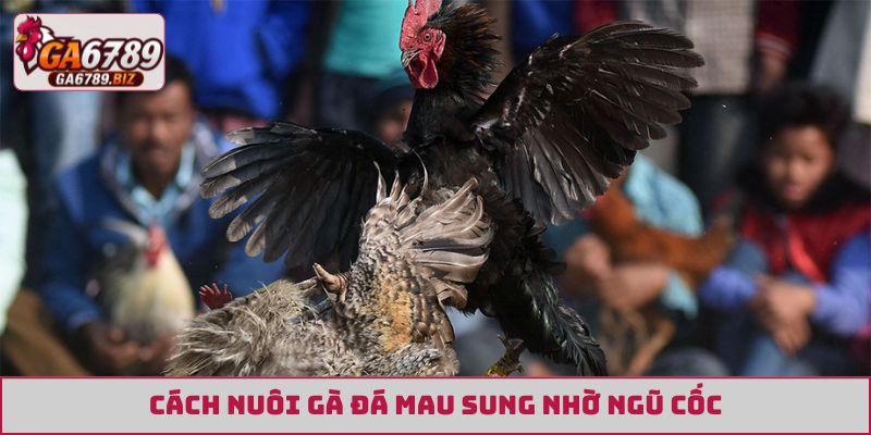 Cách nuôi gà đá mau sung nhờ ngũ cốc