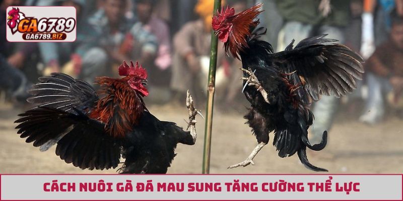 Cách nuôi gà đá mau sung tăng cường thể lực