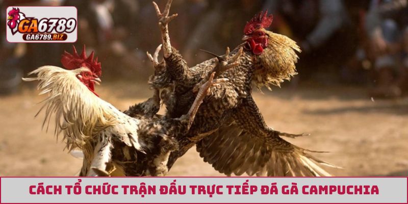 Cách tổ chức trận đấu trực tiếp đá gà Campuchia