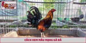 cách xem màu mạng gà đá