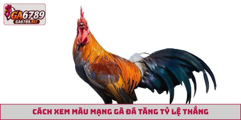 Cách xem màu mạng gà đá tăng tỷ lệ thắng