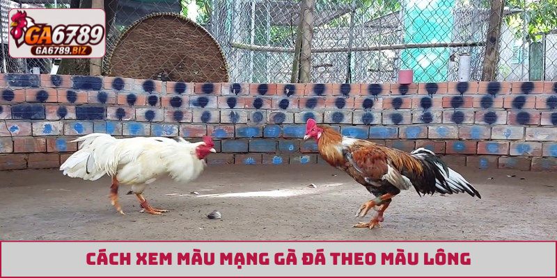 Cách xem màu mạng gà đá theo màu lông