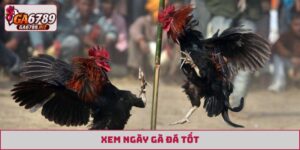 xem ngày gà đá tốt