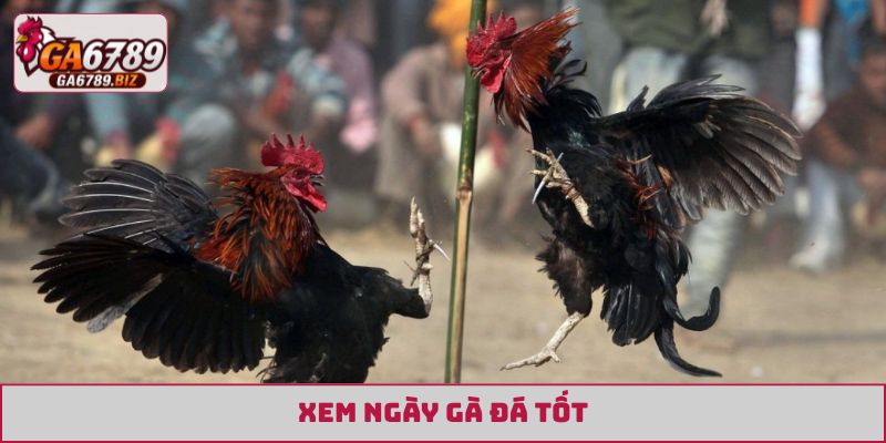 xem ngày gà đá tốt