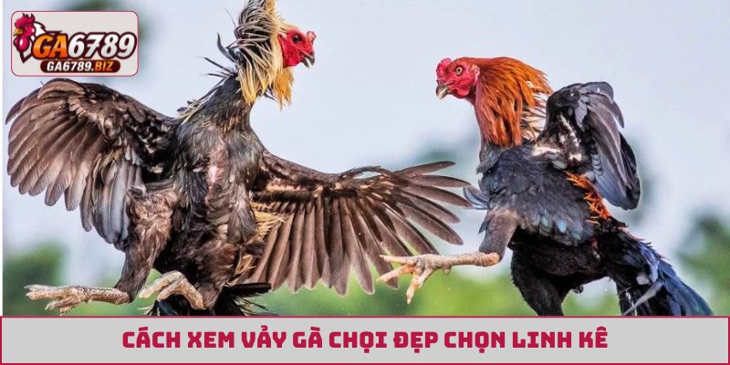 Cách xem vảy gà chọi đẹp chọn linh kê