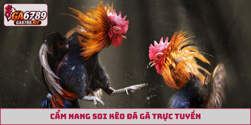 Cẩm nang soi kèo đá gà trực tuyến