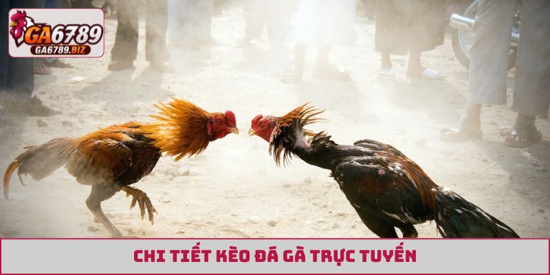 Chi tiết kèo đá gà trực tuyến
