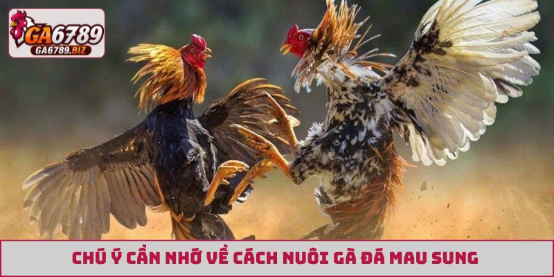 Chú ý cần nhớ về cách nuôi gà đá mau sung 