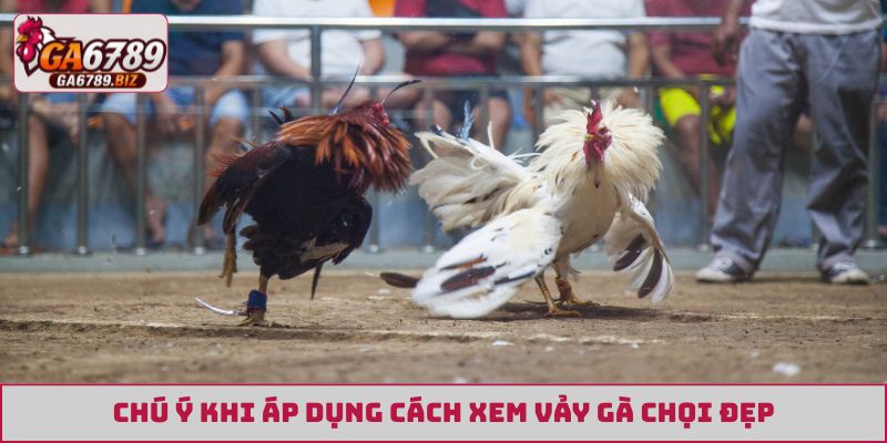 Chú ý khi áp dụng cách xem vảy gà chọi đẹp