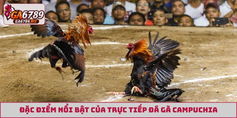 Đặc điểm nổi bật của trực tiếp đá gà Campuchia