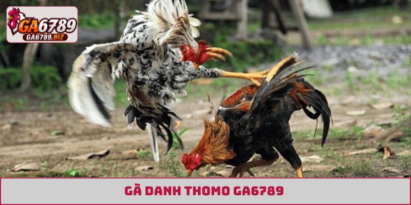 gà danh Thomo