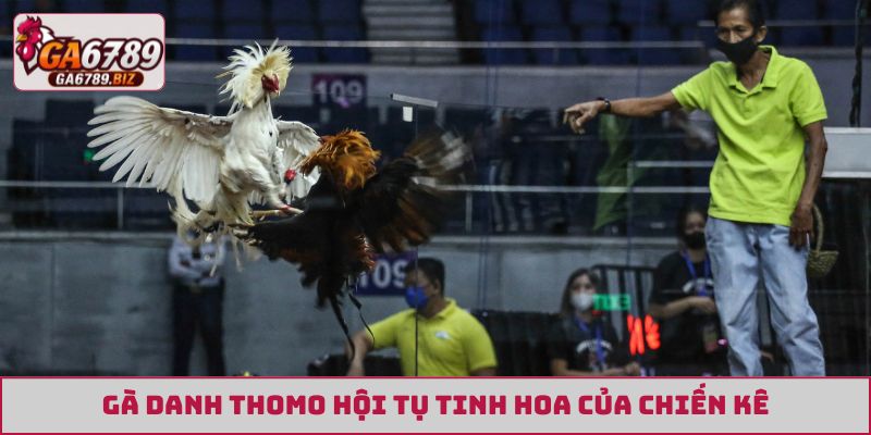 Gà danh Thomo hội tụ tinh hoa của chiến kê