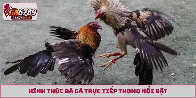 Hình thức đá gà trực tiếp Thomo nổi bật