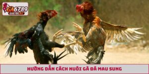 cách nuôi gà đá mau sung