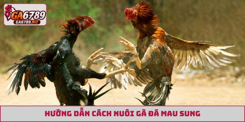 cách nuôi gà đá mau sung
