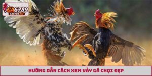Cách xem vảy gà chọi đẹp