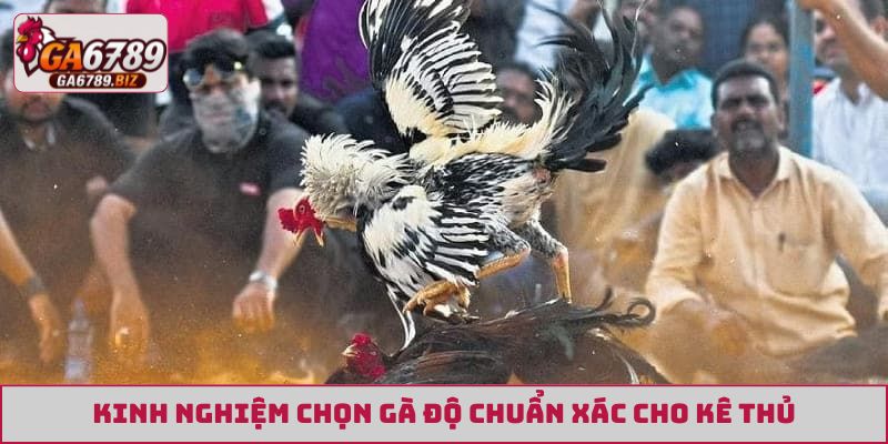 Kinh nghiệm chọn gà độ chuẩn xác cho kê thủ