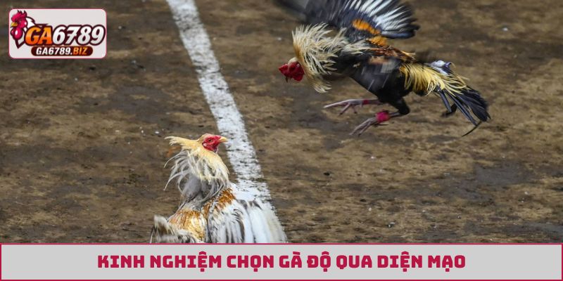 Kinh nghiệm chọn gà độ qua diện mạo