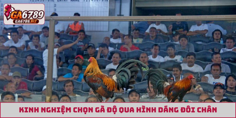 Kinh nghiệm chọn gà độ qua hình dáng đôi chân