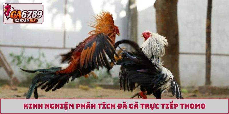 Kinh nghiệm phân tích đá gà trực tiếp Thomo