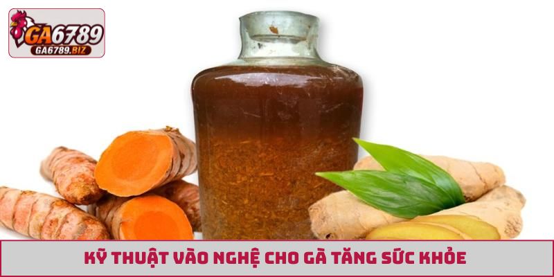 Kỹ thuật vào nghệ cho gà tăng sức khỏe 