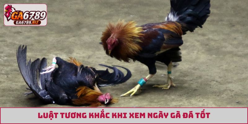 Luật tương khắc khi xem ngày gà đá tốt