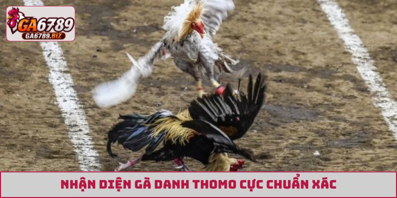 Nhận diện gà danh Thomo cực chuẩn xác