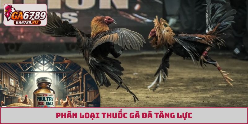 Phân loại thuốc gà đá tăng lực
