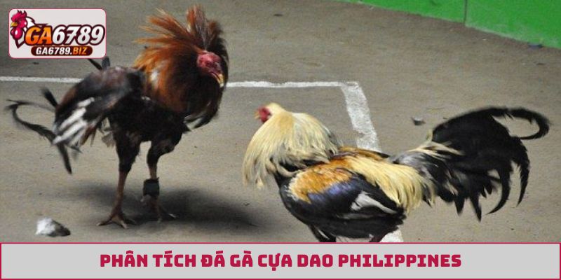 Đá gà cựa dao Philippines là gì?