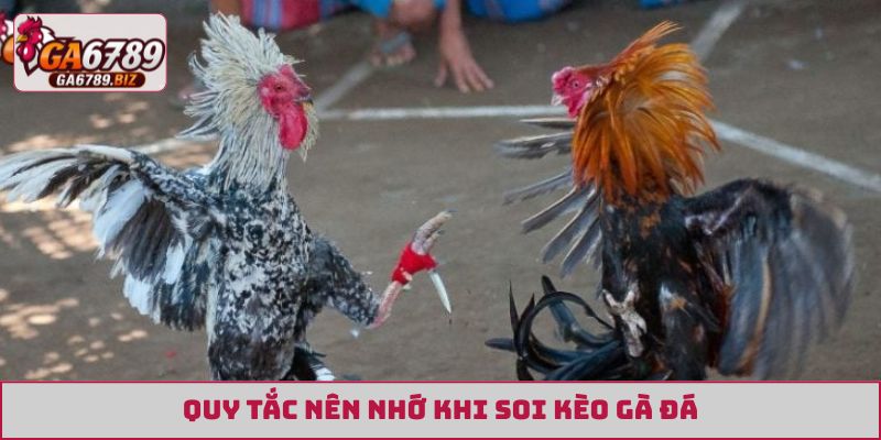 Quy tắc nên nhớ khi soi kèo gà đá