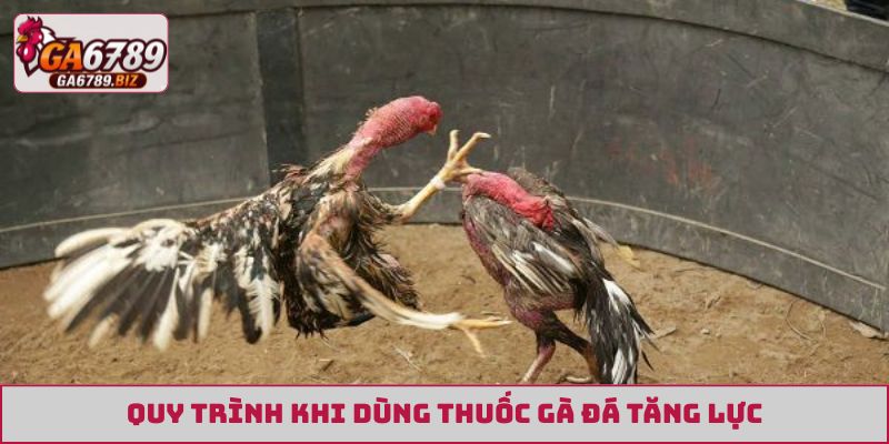 Quy trình khi dùng thuốc gà đá tăng lực