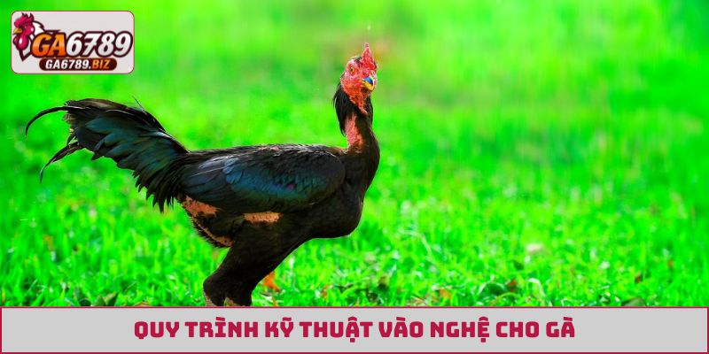 Quy trình kỹ thuật vào nghệ cho gà