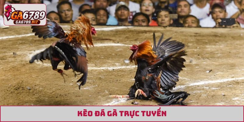 Kèo Đá Gà Trực Tuyến