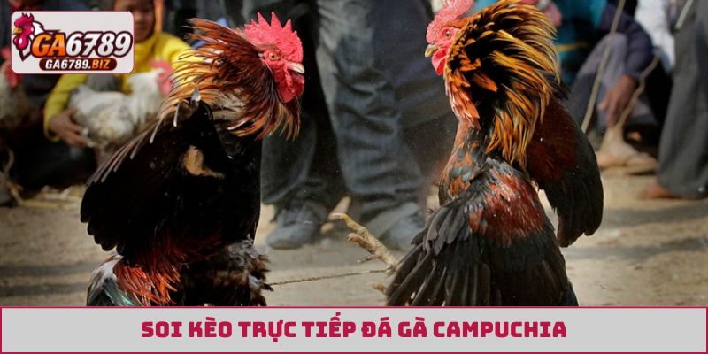 trực tiếp đá gà Campuchia