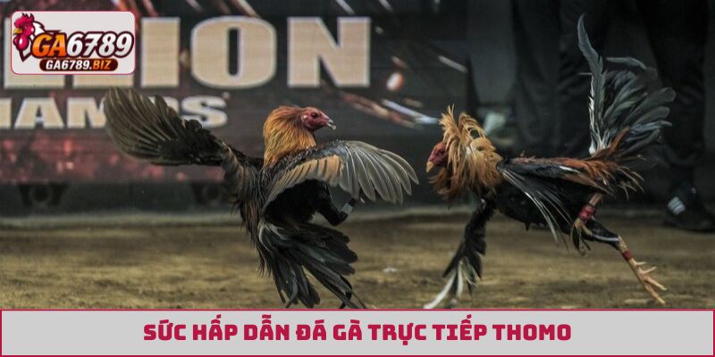 Sức hấp dẫn đá gà trực tiếp Thomo