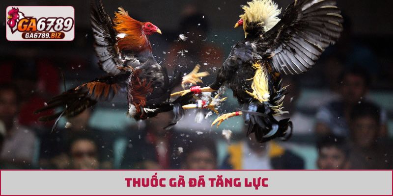 thuốc gà đá tăng lực