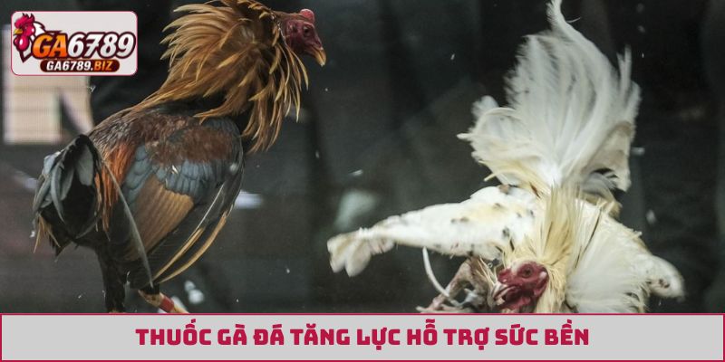 Thuốc gà đá tăng lực hỗ trợ sức bền
