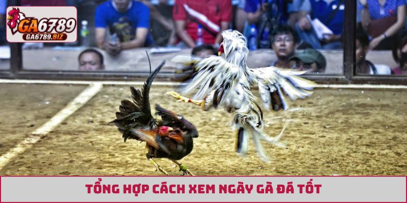 Tổng hợp cách xem ngày gà đá tốt